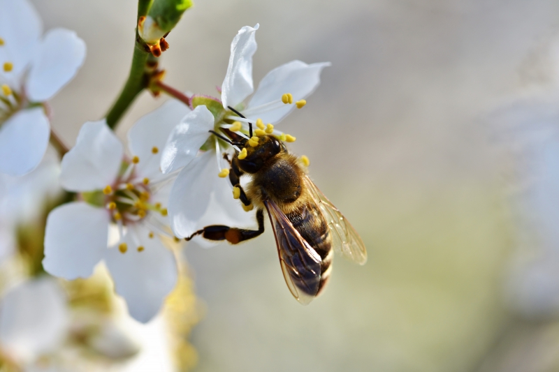 jardinerie-RAMATUELLE-min_bee-4092986